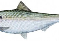 Good shad fishing in Durban
