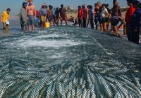Sardines Have Been Spotted