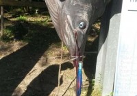 Black Marlin – The one that didn’t get away..